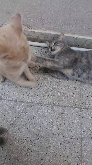 pick up some items for your cats, and use my Shein discount code L46GZ