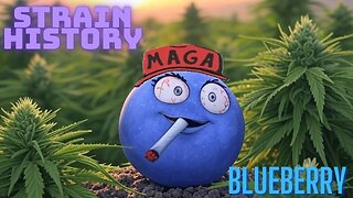 Best Budz Podcast - Strain History (Blueberry)