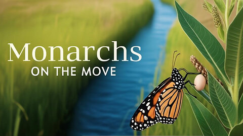 77 - The Majestic Journey of the Monarch Butterfly
