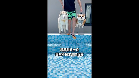 The reactions of Corgis and Huskies to different water depths.