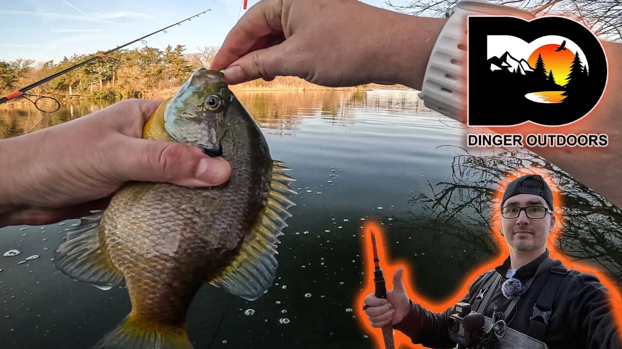 Spring Bluegill Spawn Fishing In Hip Waders - The Gills Were Feisty