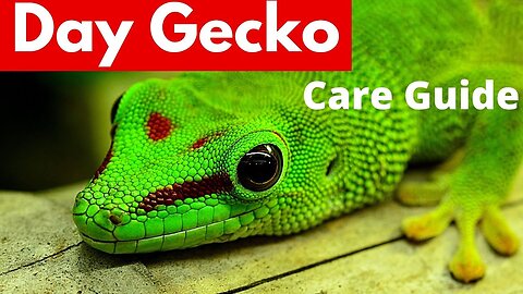 How To Care For DAY GECKOS: Care Guide