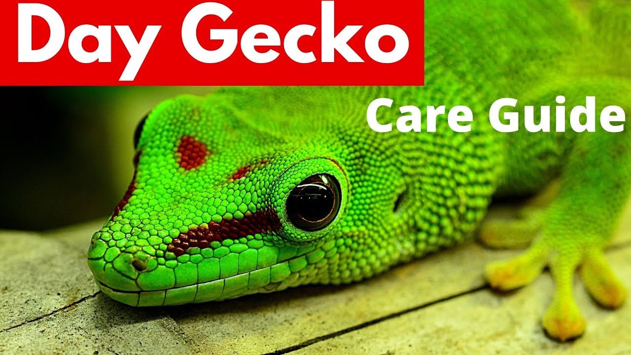 How To Care For DAY GECKOS: Care Guide