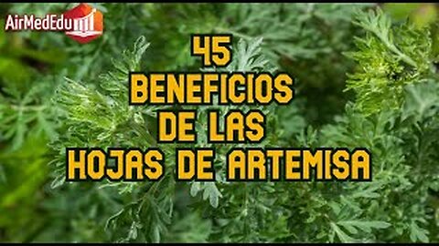 45 Beneficios de las Hojas de Artemisa