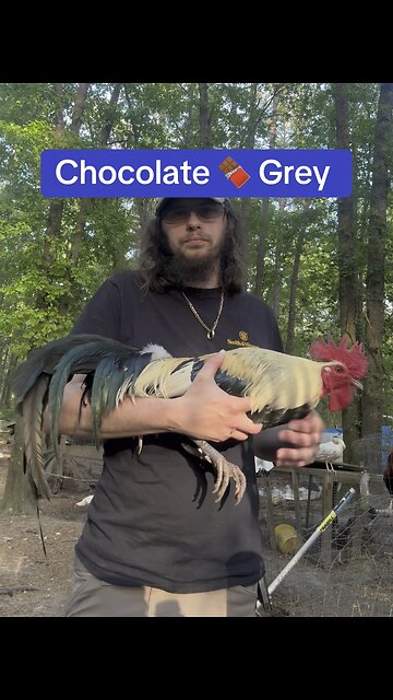 Pure Chocolate 🍫 grey Broodcock at Kenzie Gamefowl