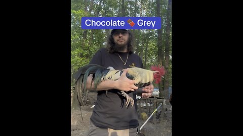 Pure Chocolate 🍫 grey Broodcock at Kenzie Gamefowl