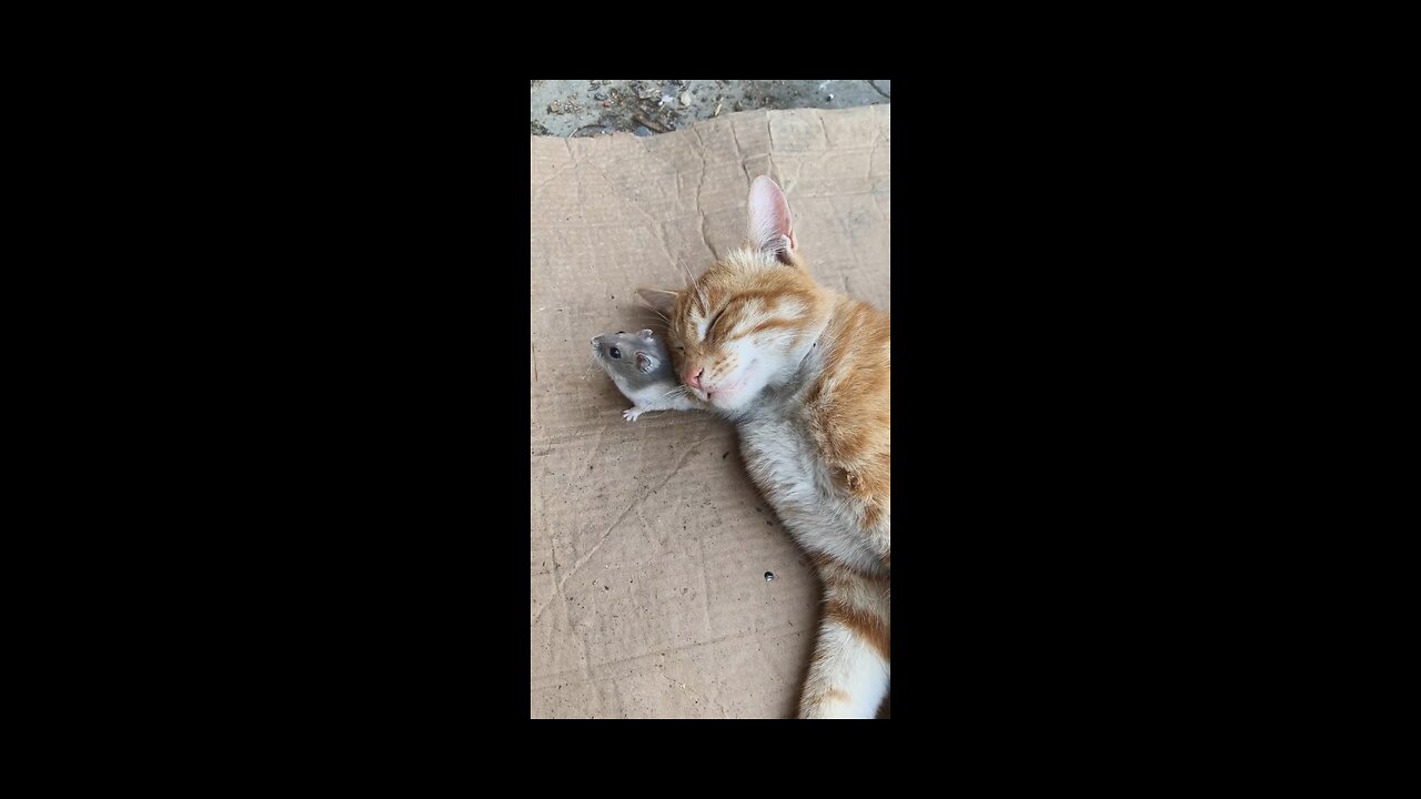 Unexpected Friendship: Cat and Mouse Nap Together