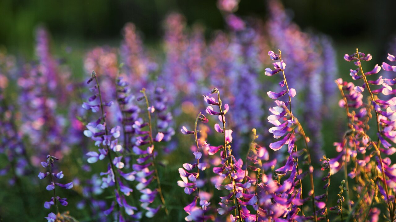 Powerful Daily Affirmations to Attract Abundance & Raise Your Vibe