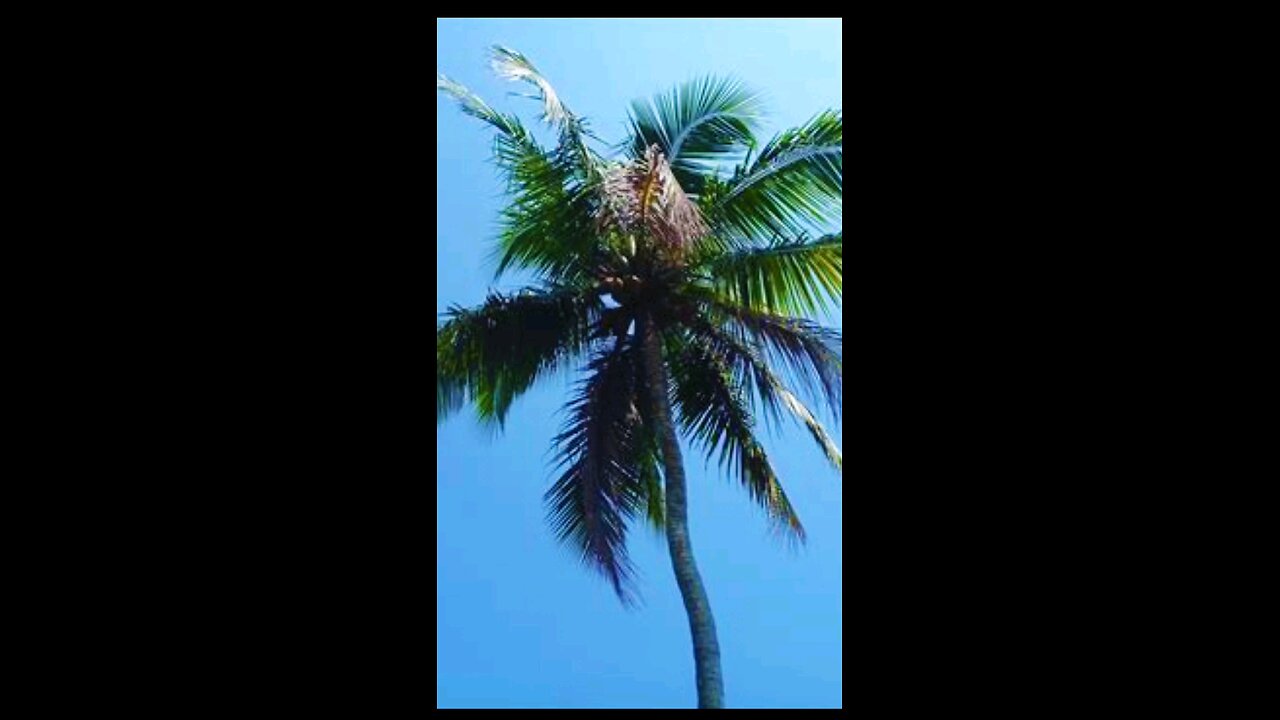 Blue stripes and Palm trees...