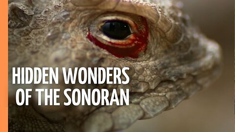 Secrets of the Sonoran: Where the Desert Meets the Ocean | Full Documentary