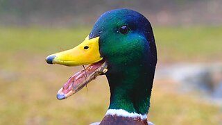 Mallard Duck Couple Close-ups