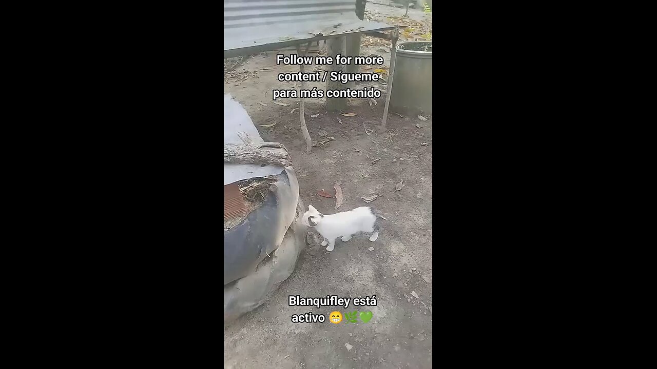 Blanquifley Está Activo / Blanquifley Is Active ❤️🐕‍🦺🫂