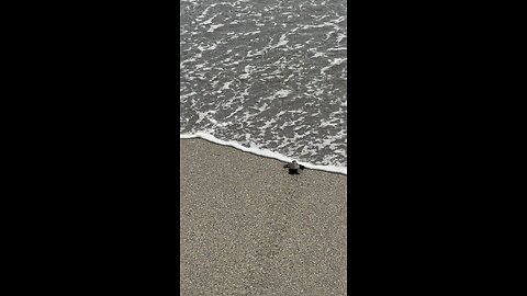 Baby Green Sea Turtle’s Riveting Journey To Ocean PT 2! | 4K