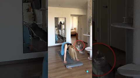 Animals Funny Compilation #funnyanimals #animals #pets #shorts