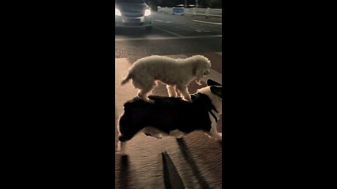 Dogs Funny Moments