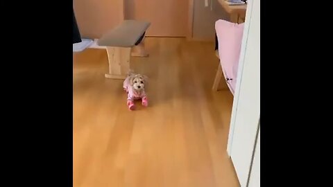 FUNNY DOG 2025