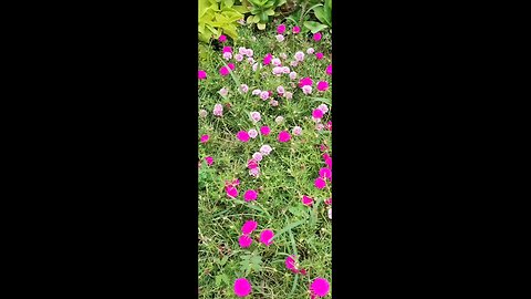 How to grow 🪴 garden home 🏡😀🏡😀 the same