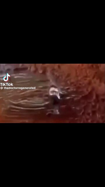 ABOUT GIANT TREE STUMPS & THE GREAT FLOOD...