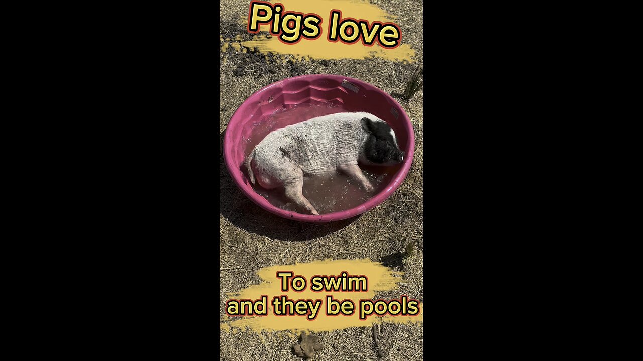 Does your pig like to swim? Porky and Peppa sure do!