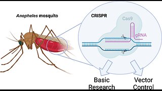 Mosquitoes Engineered Into Flying Vaccinators 🦟💉