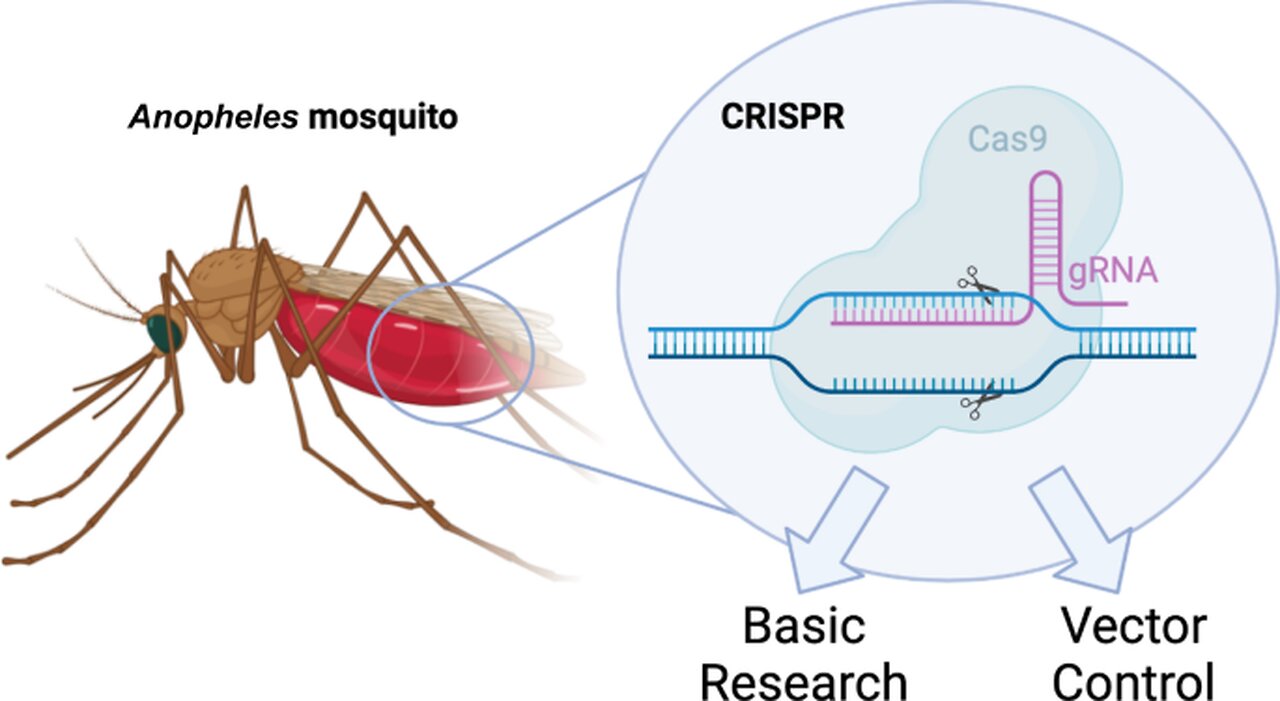 Mosquitoes Engineered Into Flying Vaccinators 🦟💉