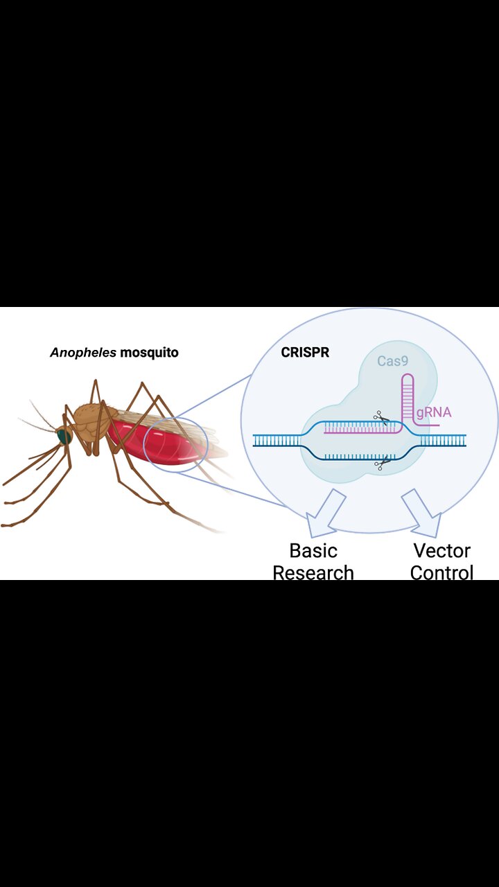 Mosquitoes Engineered Into Flying Vaccinators 🦟💉