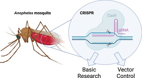 Mosquitoes Engineered Into Flying Vaccinators 🦟💉