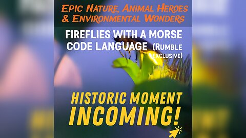 Fireflies With a Morse Code Language (Rumble Exclusive)