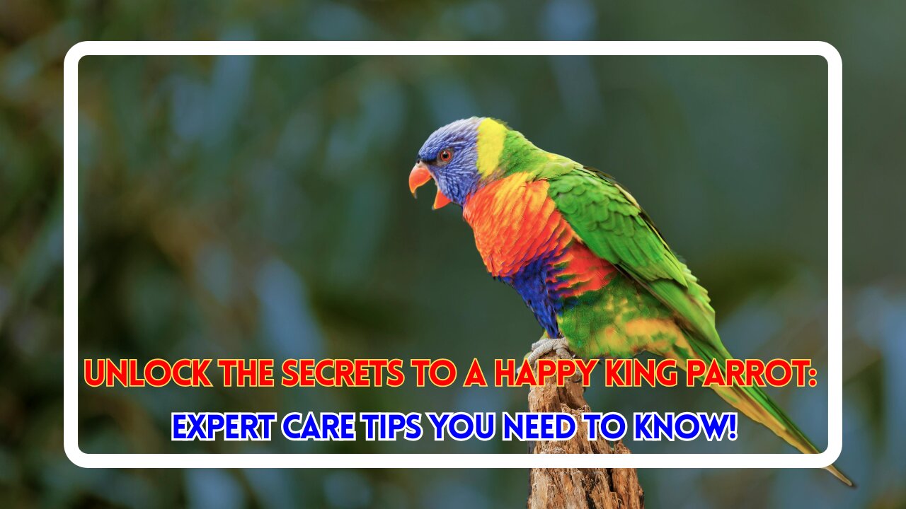 Unlock the Secrets to a Happy King Parrot: Expert Care Tips You Need to Know!