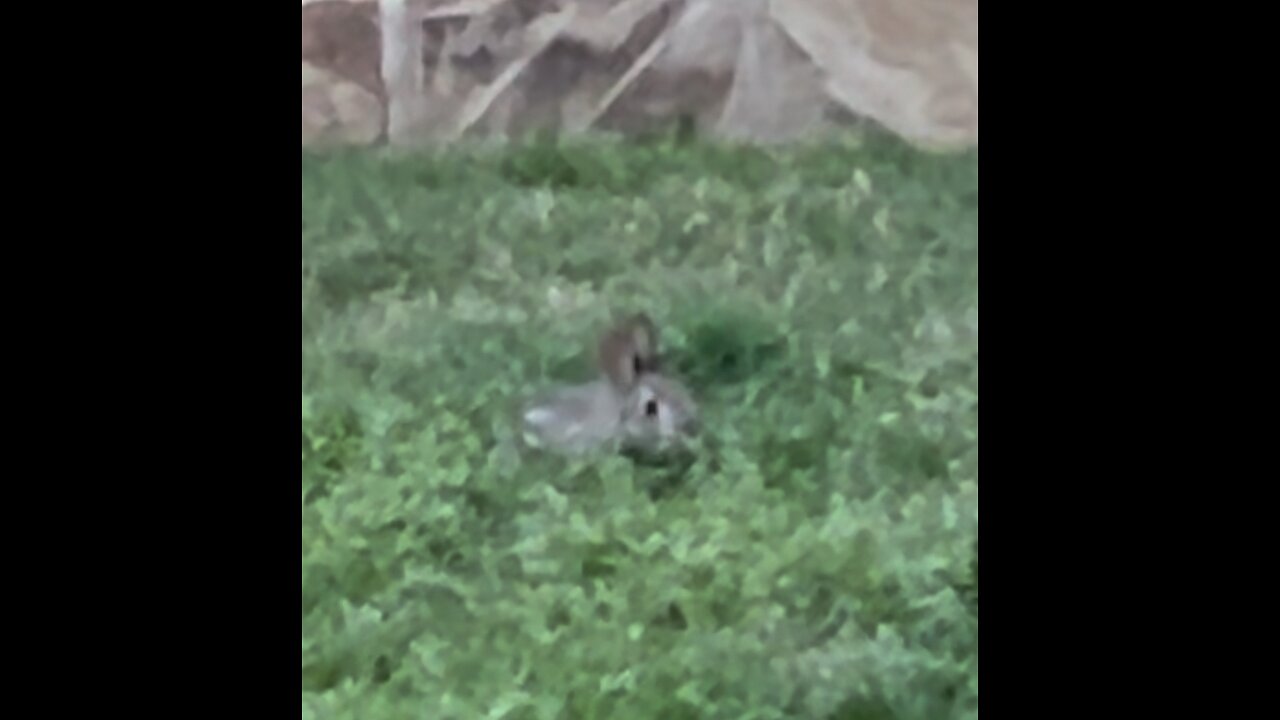 Easter Bunny Spotted in our yard!