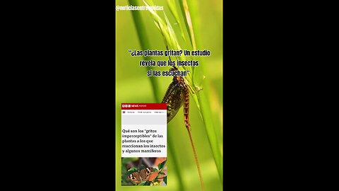 “¿Las plantas gritan? Un estudio revela que los insectos sí las escuchan”