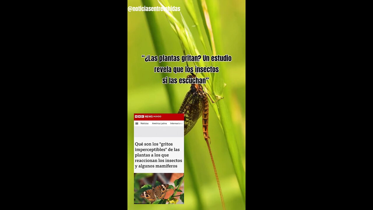 “¿Las plantas gritan? Un estudio revela que los insectos sí las escuchan”