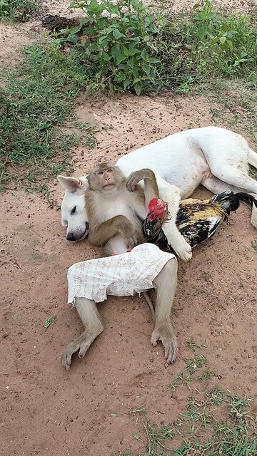 Perfect video SokYaa, OG, Pao & Mom Are Famous Around The World #shorts #anime #trend #edit