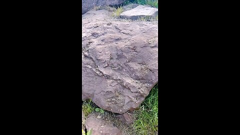 Petrified Body parts all over we actually walk on giants