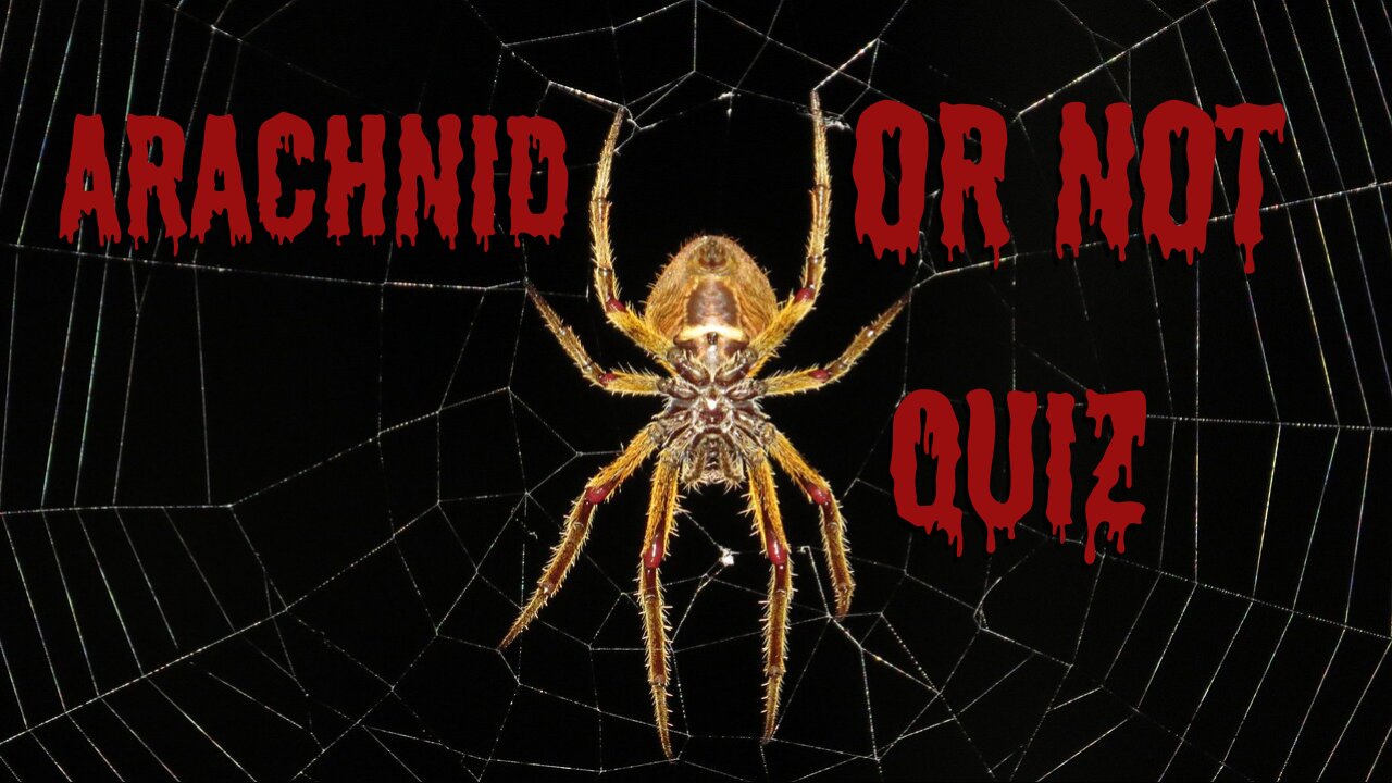 Arachnid or NOT!