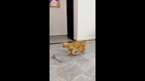 funny cat