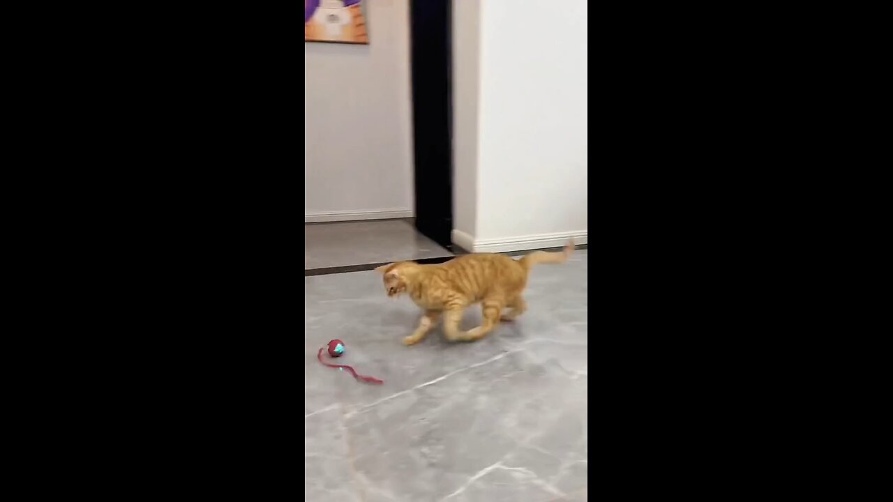 funny cat