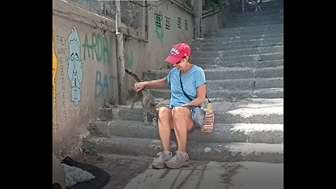 Sacred Cats in Istanbul, Turkiye