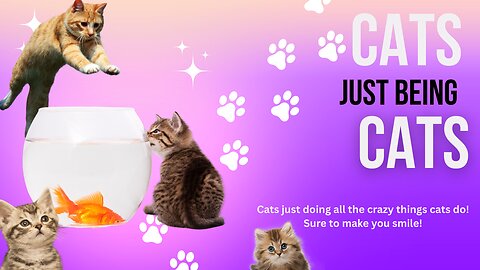 Cats Just Being Cats