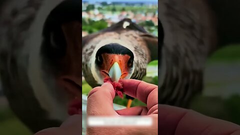 The guy forgot to close the window and he got some unusual guests