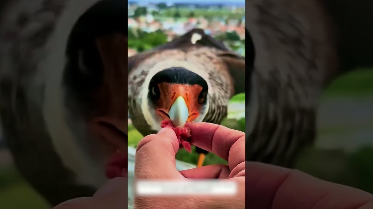 The guy forgot to close the window and he got some unusual guests