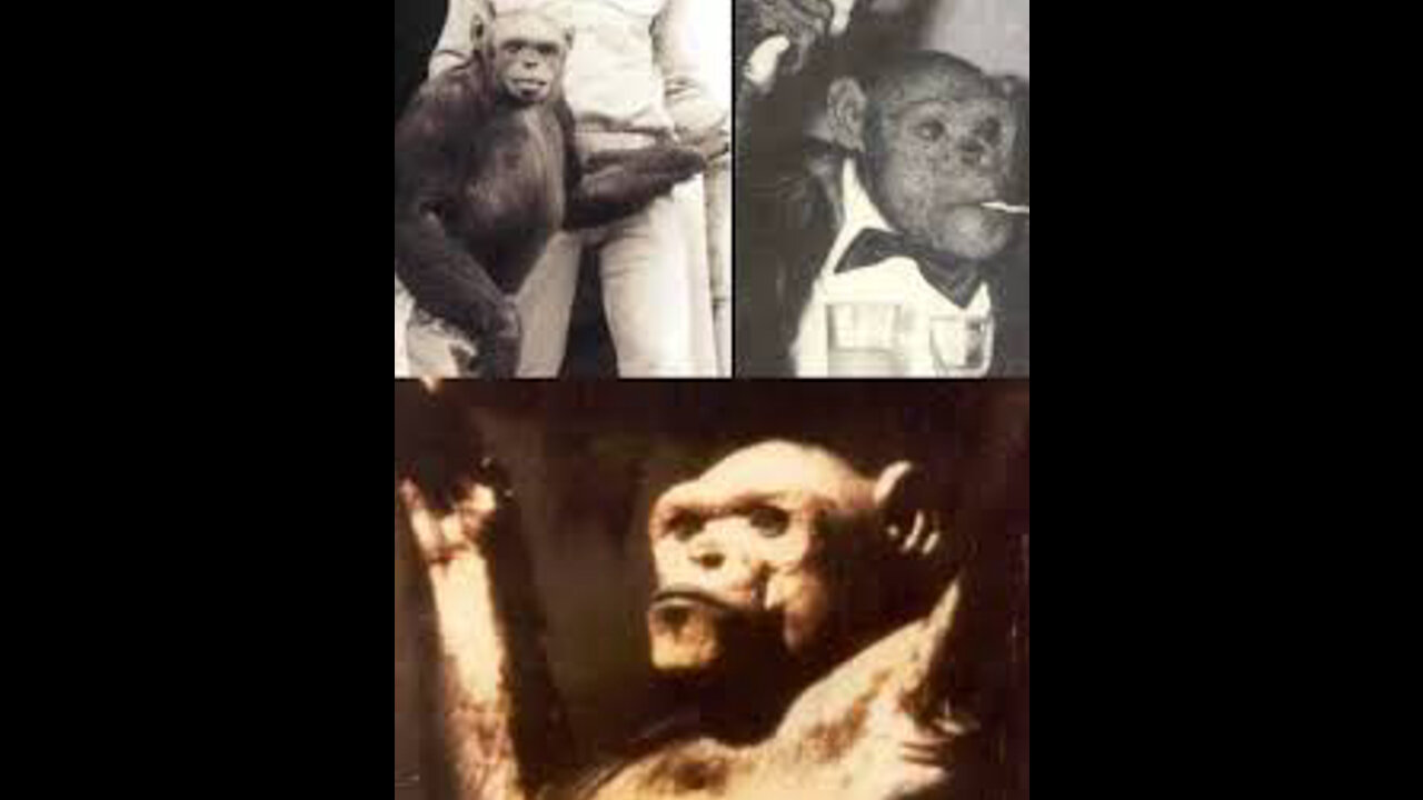 The Curious Case of Oliver the Humanzee A History of Hybrids