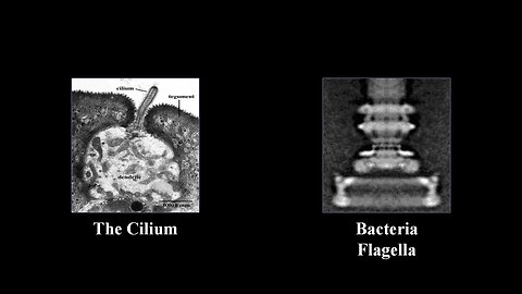 The Cilium & Bacteria Flagella