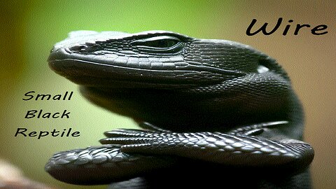 Small Black Reptile