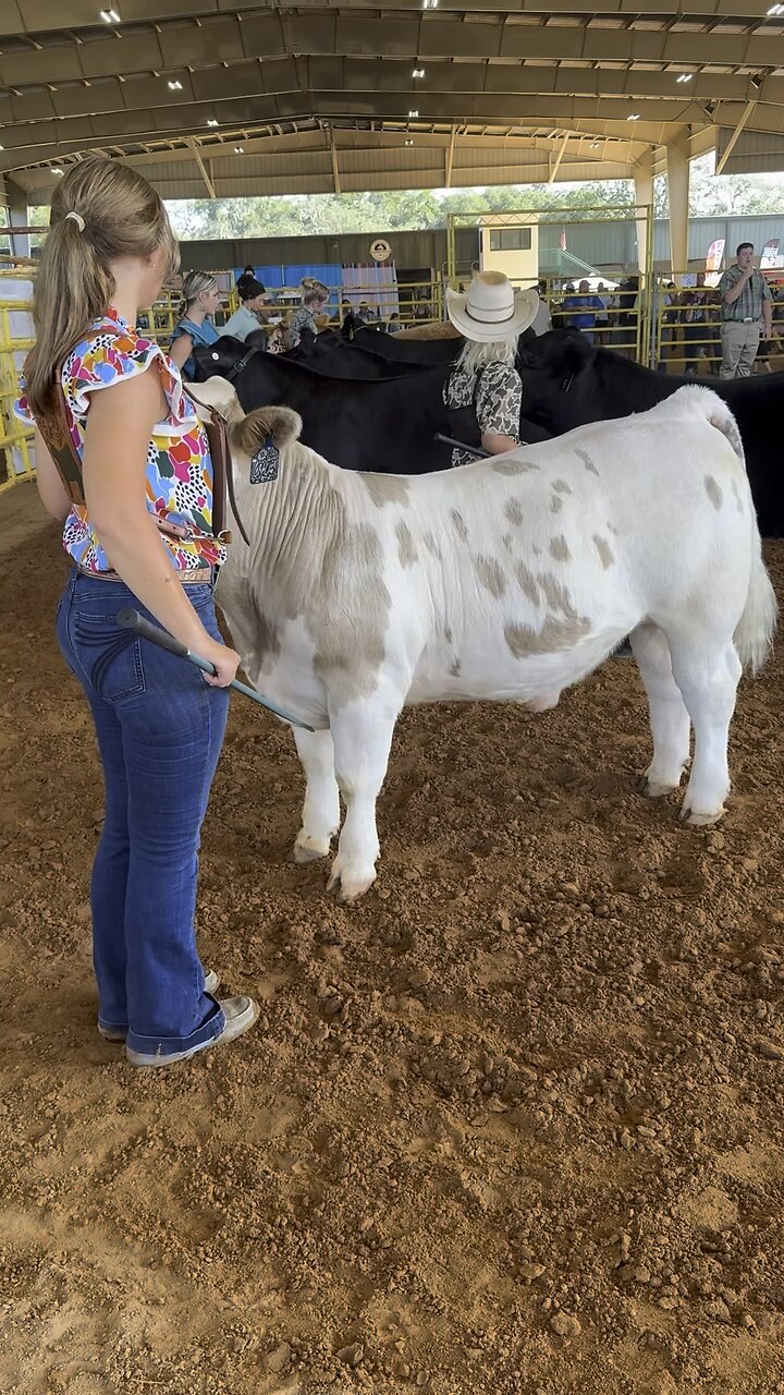 Cows make me look like a slob