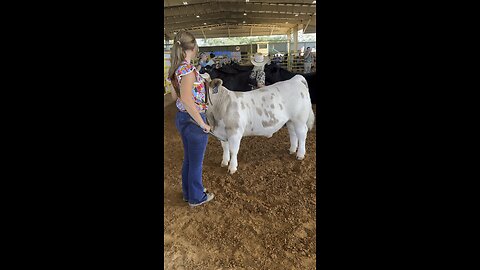 Cows make me look like a slob
