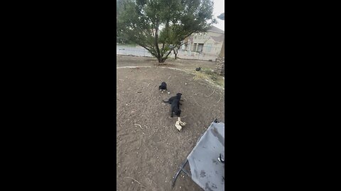 Puppies scrapping 8/1825
