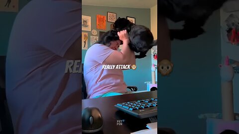 funny animals compilation #funnyanimals #animals #pets #shorts