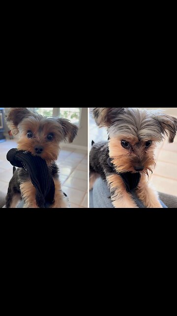 Precious Yorkie steals a sock