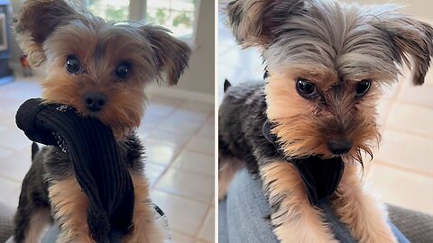 Precious Yorkie steals a sock